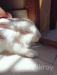 Fluffy Belgian Rabbit